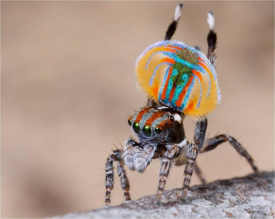Паук Maratus speciosus
