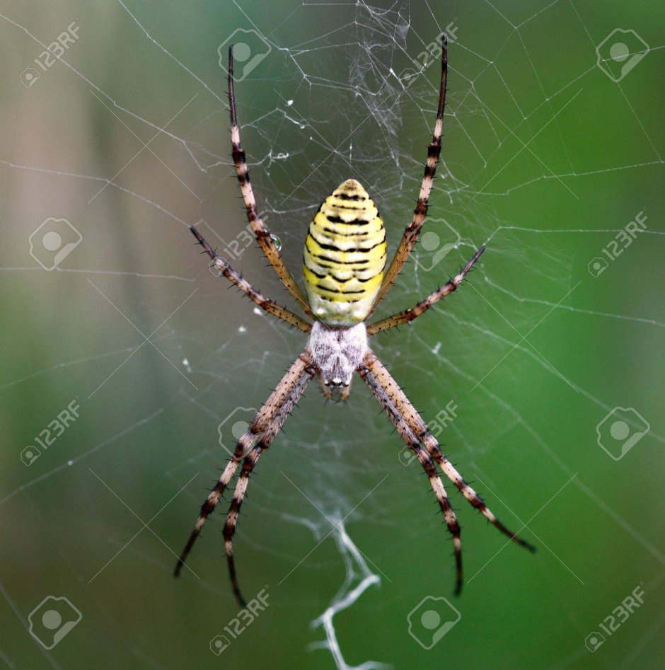 Жёлтый паук с крестом на брюшке