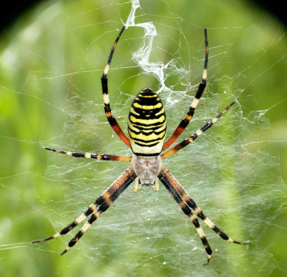 Паук кругопряд полосатый
