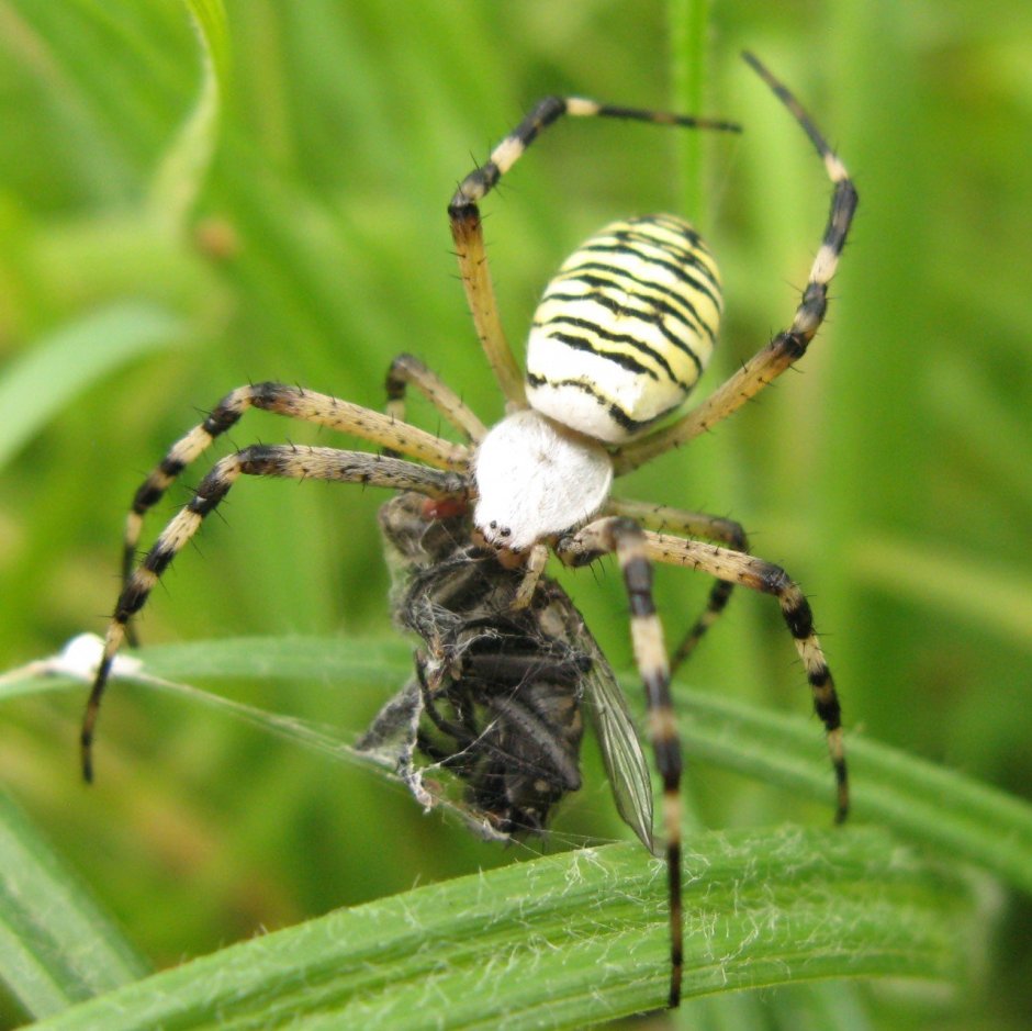 Аргиопа Брюнниха (паук-Оса)