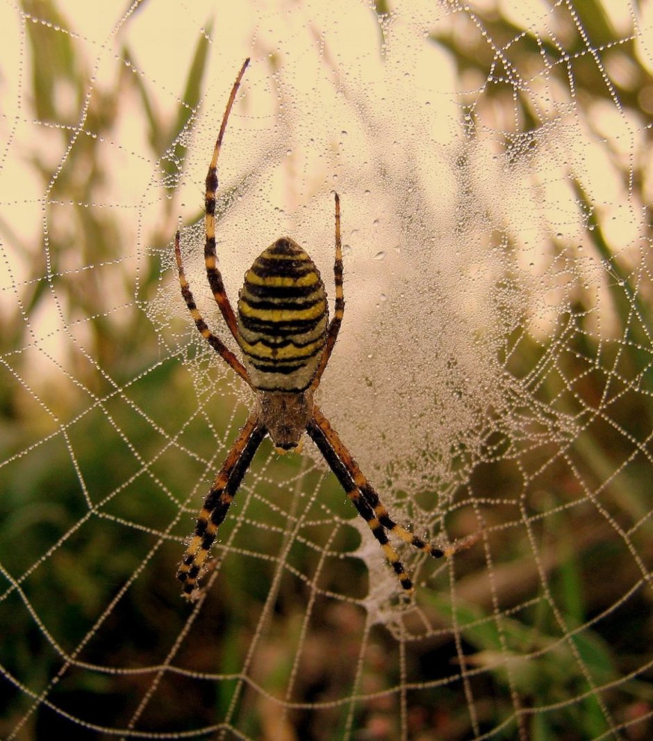 Аргиопа Брюнниха паутина