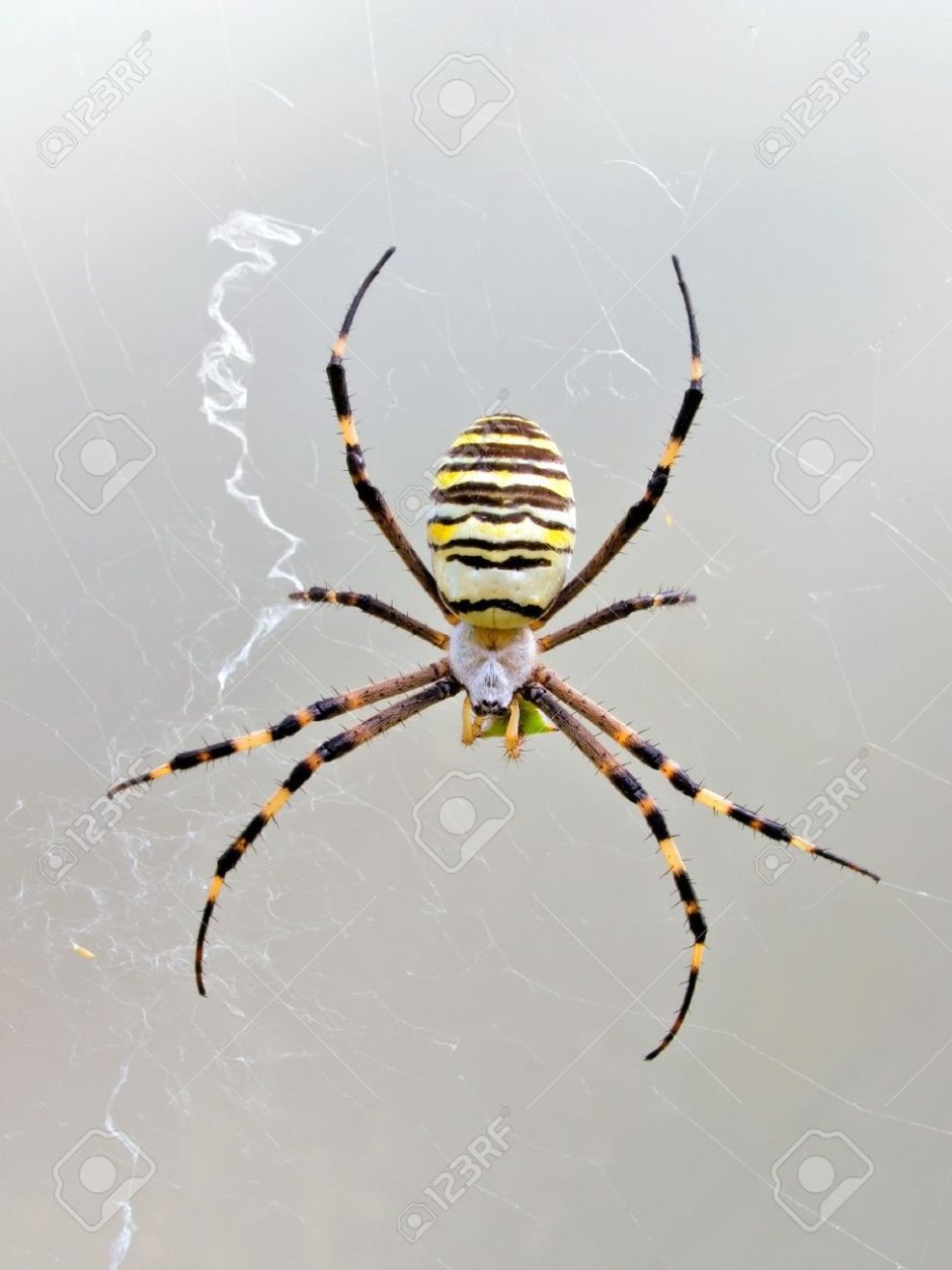 Паук чёрный с белыми полосками