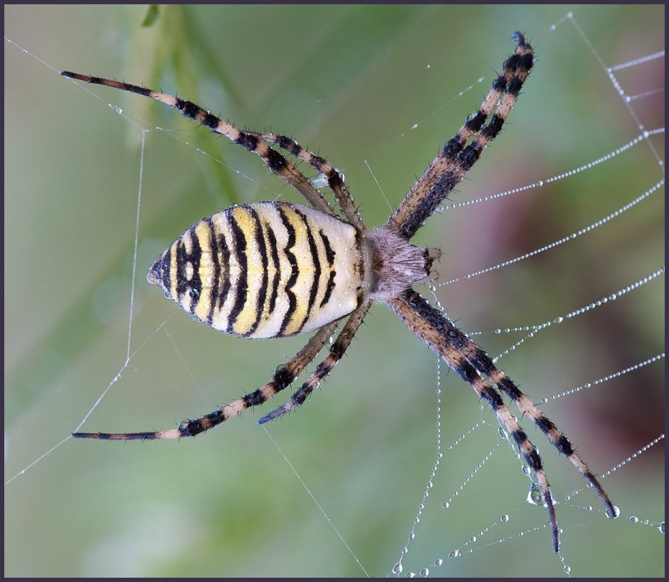 Пауки-кругопряды Аргиопа