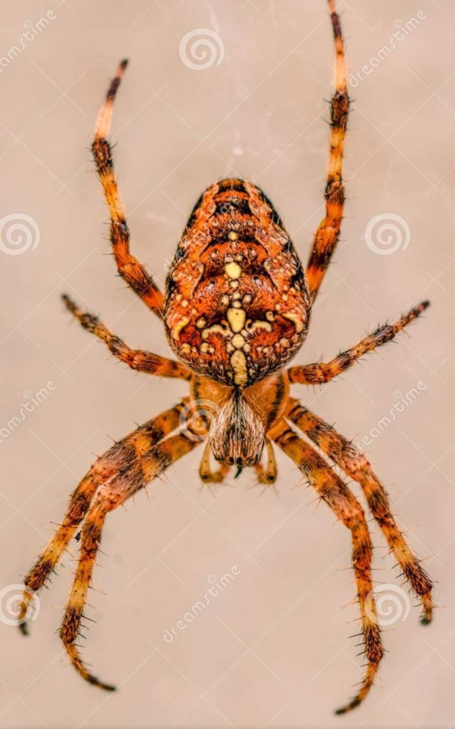 Паук оранжевого цвета