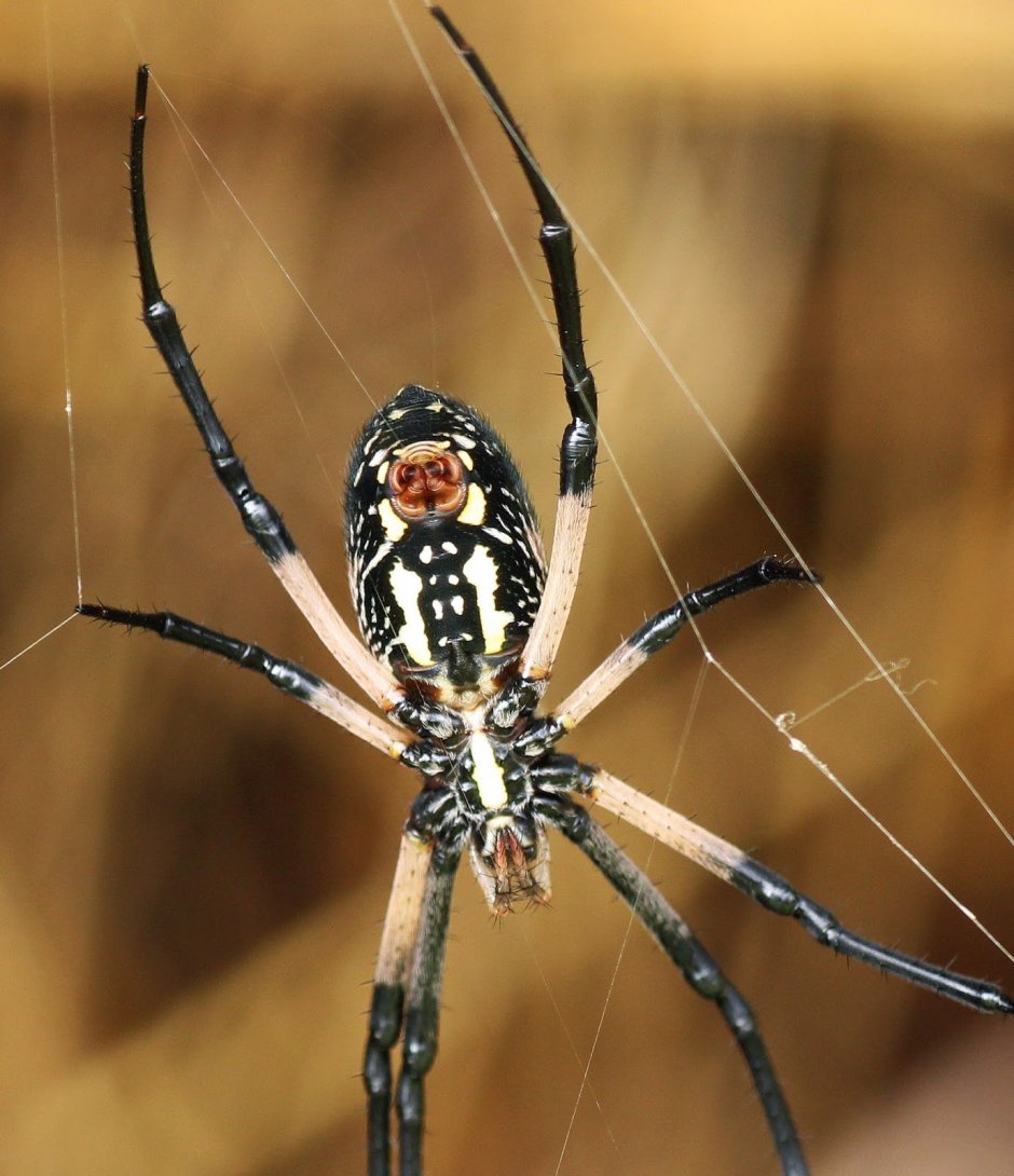 Паук крестовик черный