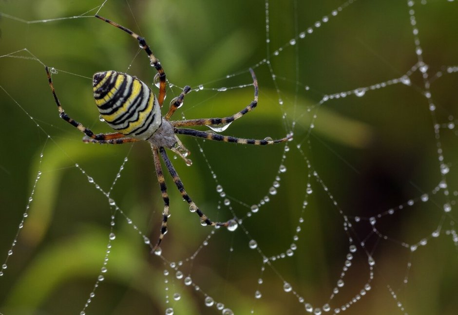 Тарантул Аргиопа дольчатая