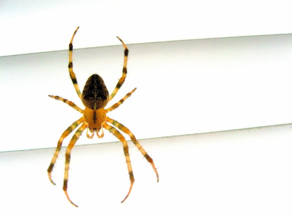 Паук с желтыми лапками