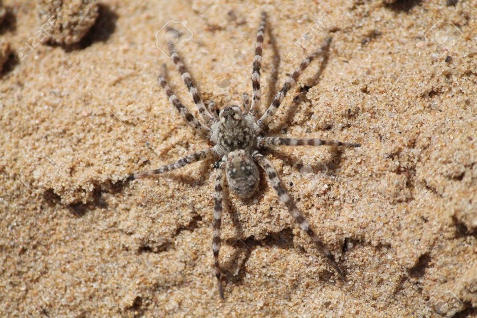 Паук серый с белыми полосками