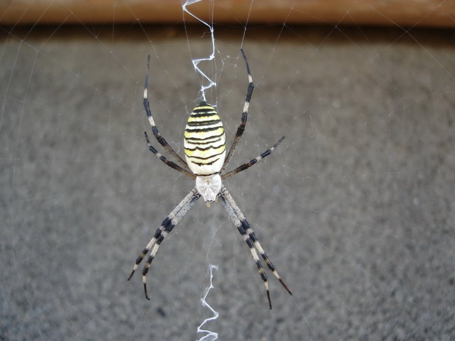 Паук с полосатыми лапками