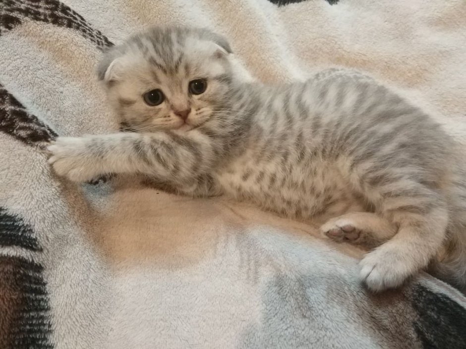 Шотландские вислоухие котята табби
