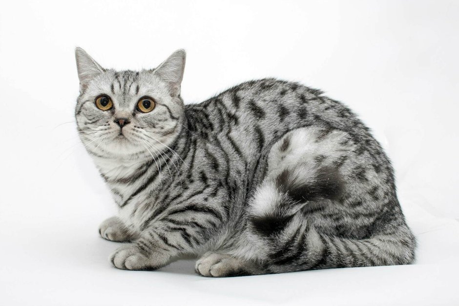 Шотландская скоттиш страйт кошка