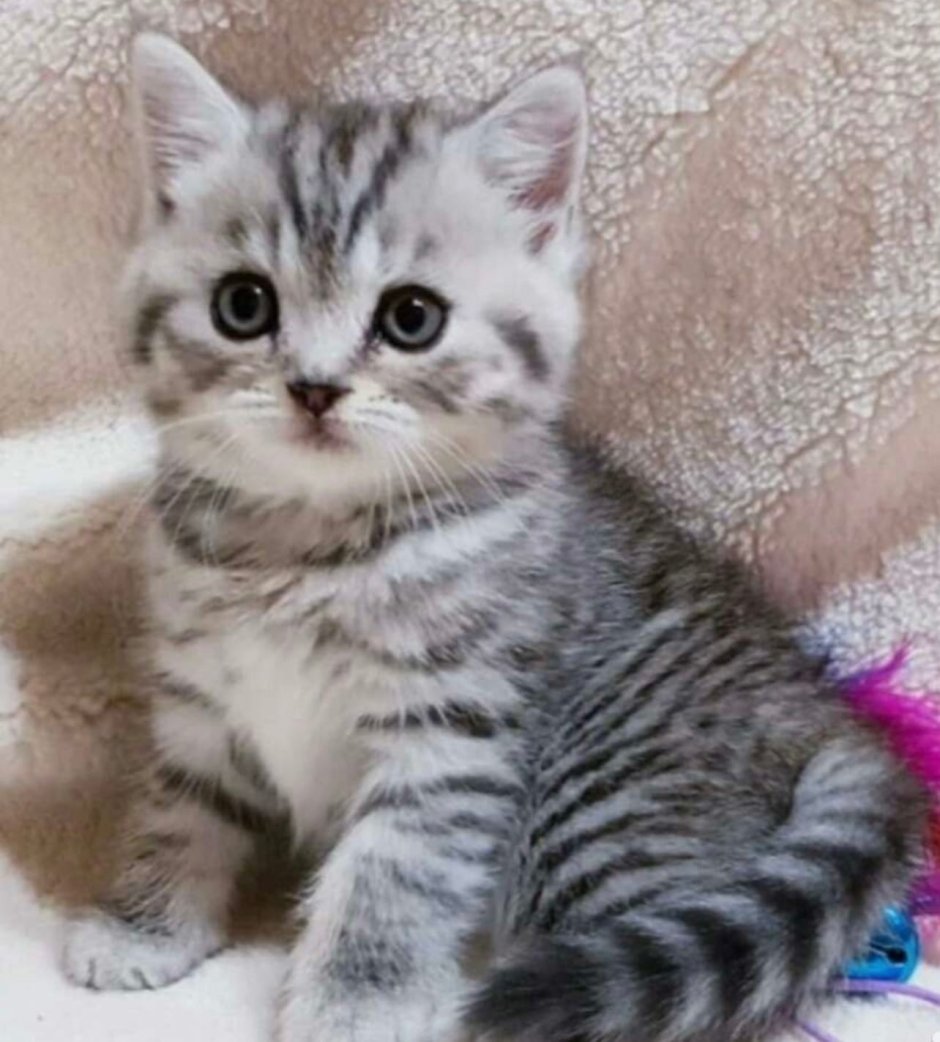 Шотландские котята вискас