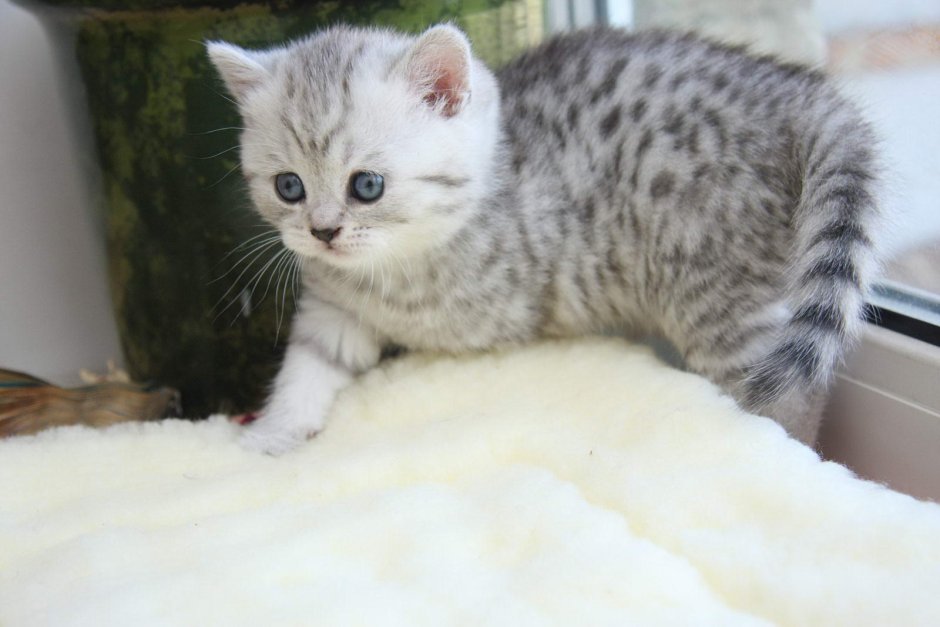 Шотландские котята вискас пятнистый