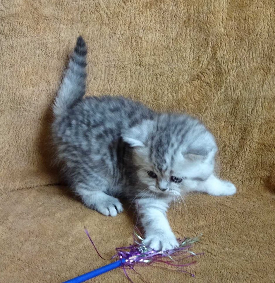 Британские котята серебристый табби