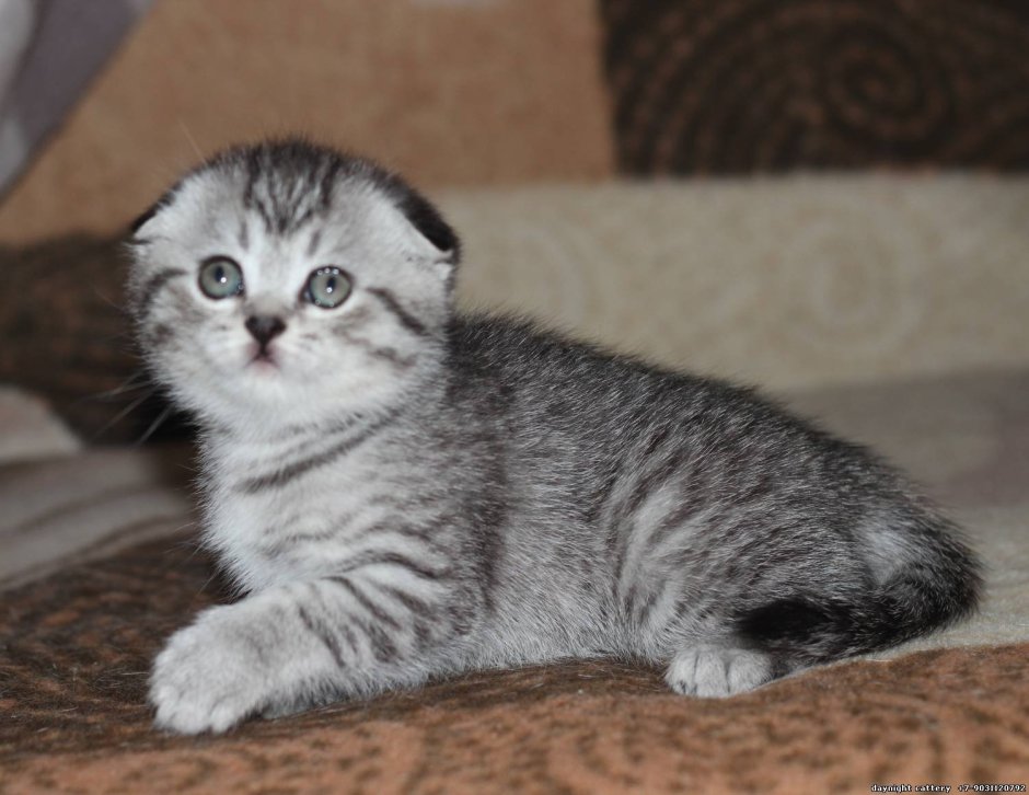 Котята Шотландские вислоухие окрас вискас