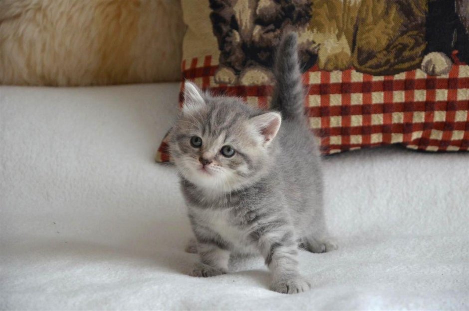 Кошка Манчкин Шотландская прямоухая