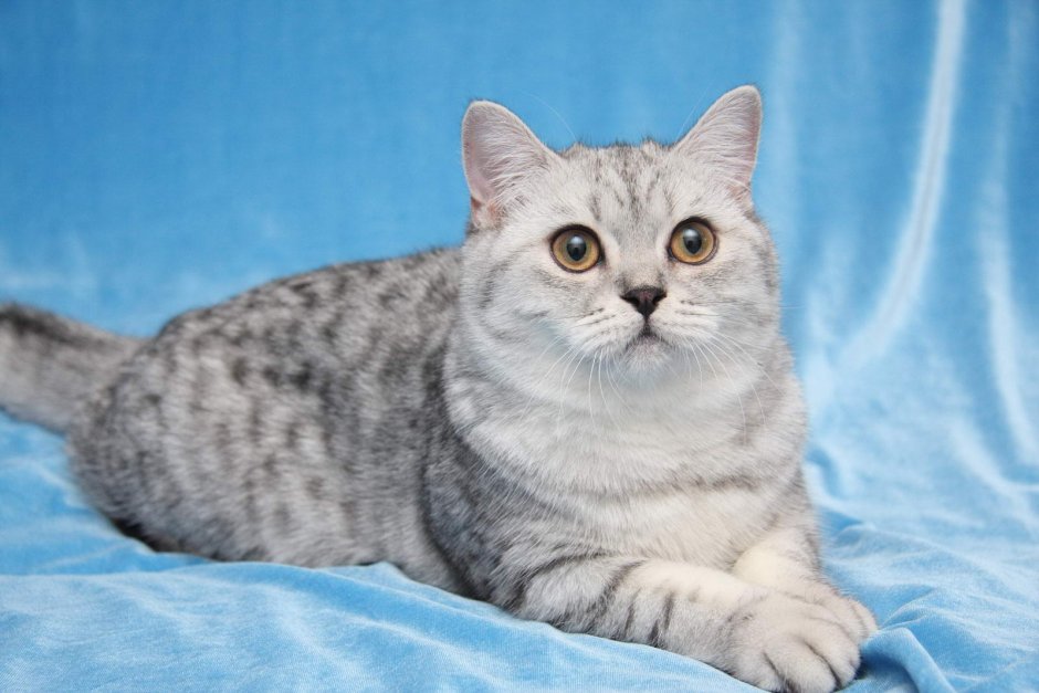 Шотландская короткошерстная шиншилла