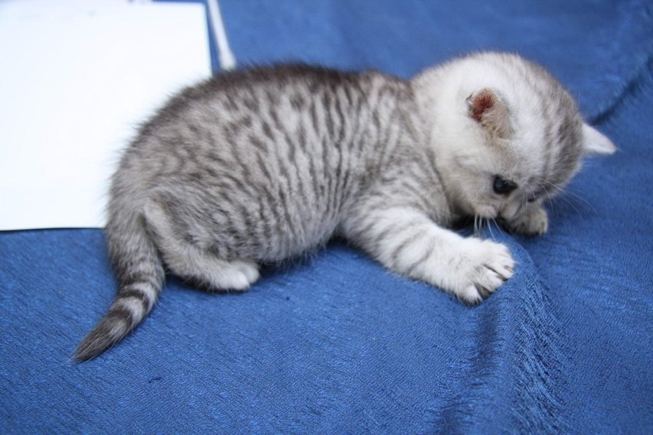 Котята шотландцы вискас