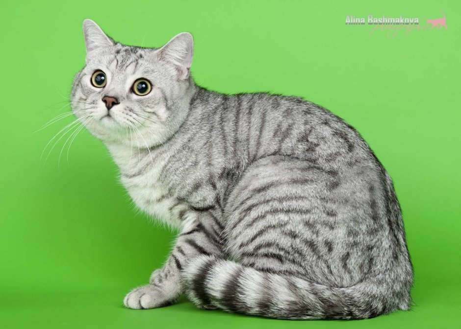 Шотландский кот серебристый табби