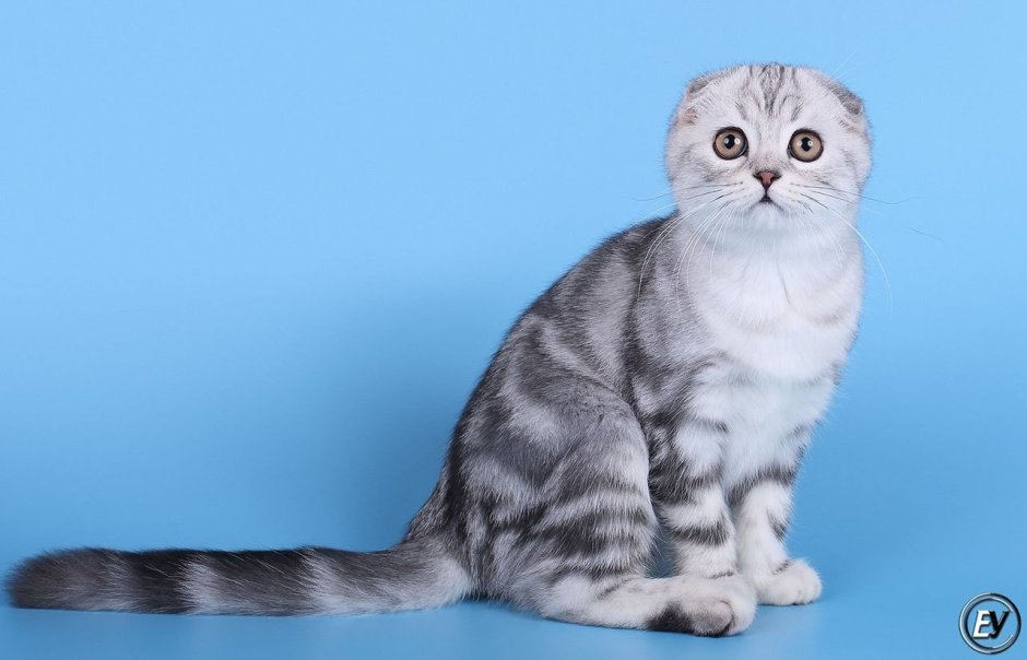 Скоттиш фолд табби