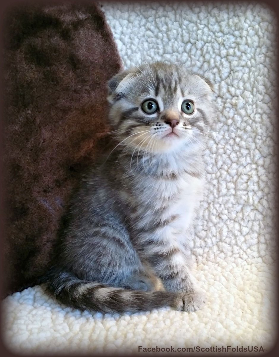 Шотландская вислоухая кошка табби