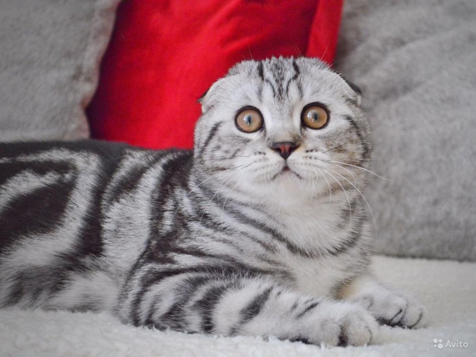 Шотландская вислоухая кошка мраморная
