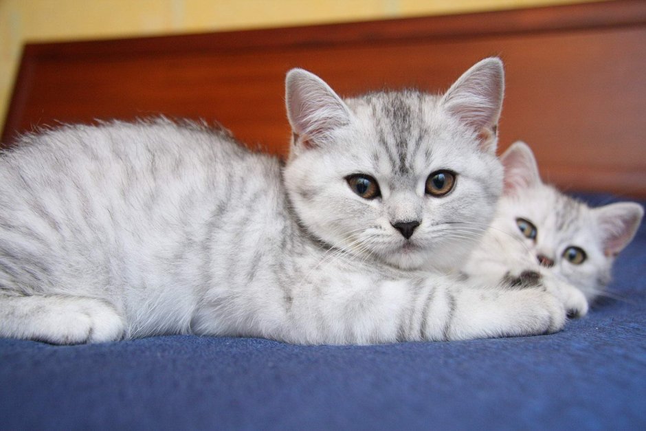 Британская кошка вискас