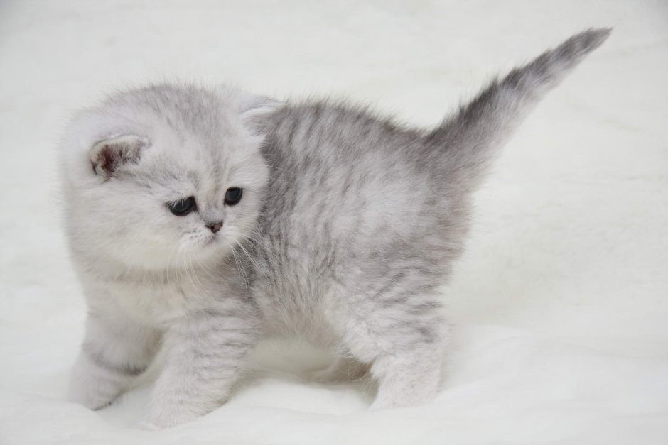 Британская короткошёрстная кошка шиншилла серебристая