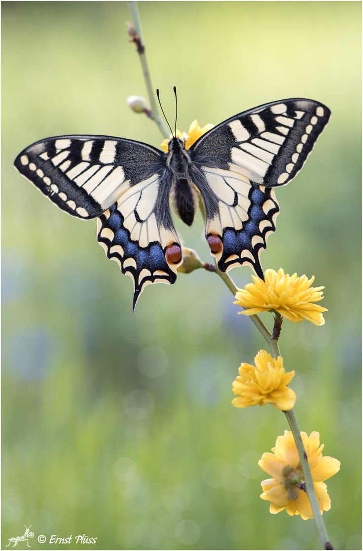 Бабочка парусник Адмирал Махаон