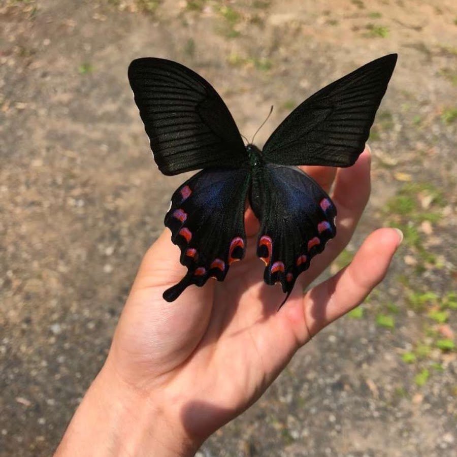 Махаон (Papilio Machaon)