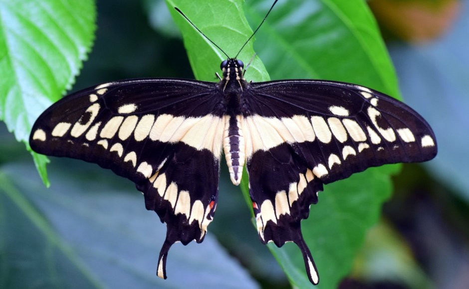 Бабочка Махаон (Papilio Machaon)