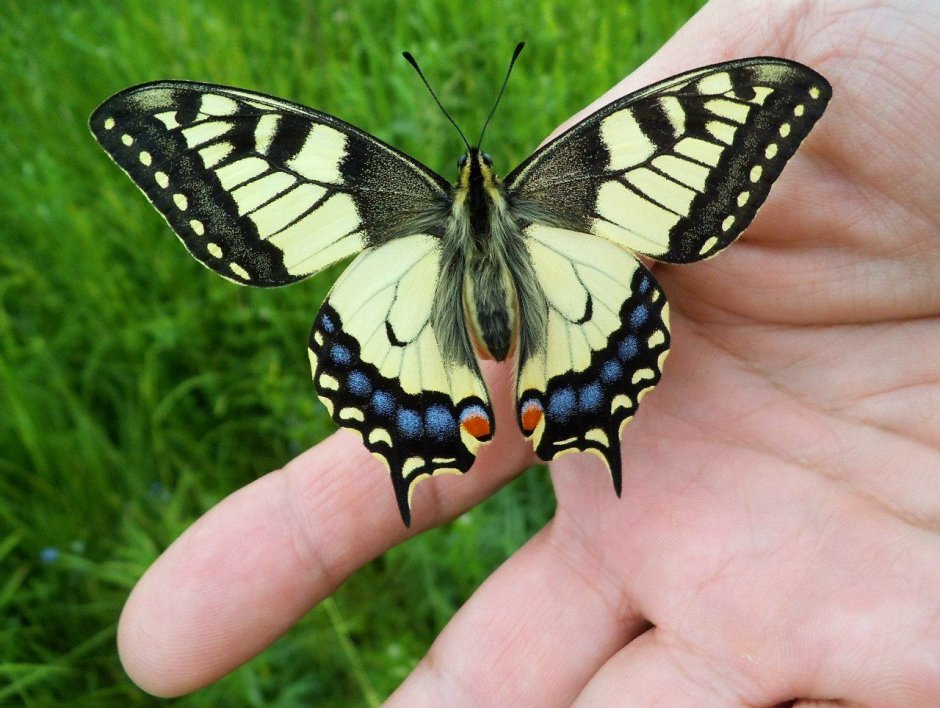 Pipevine Swallowtail