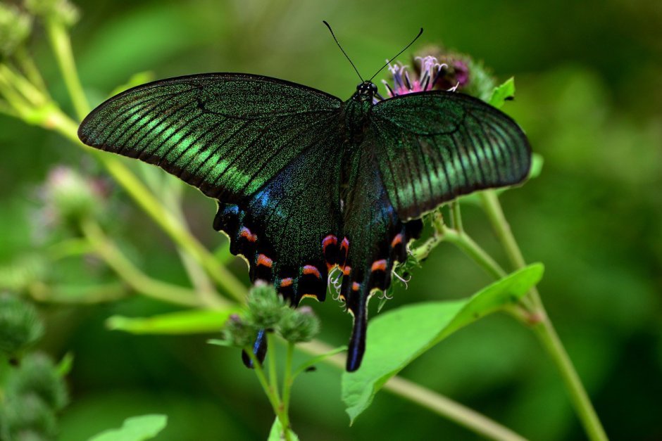 Желтая бабочка Махаон