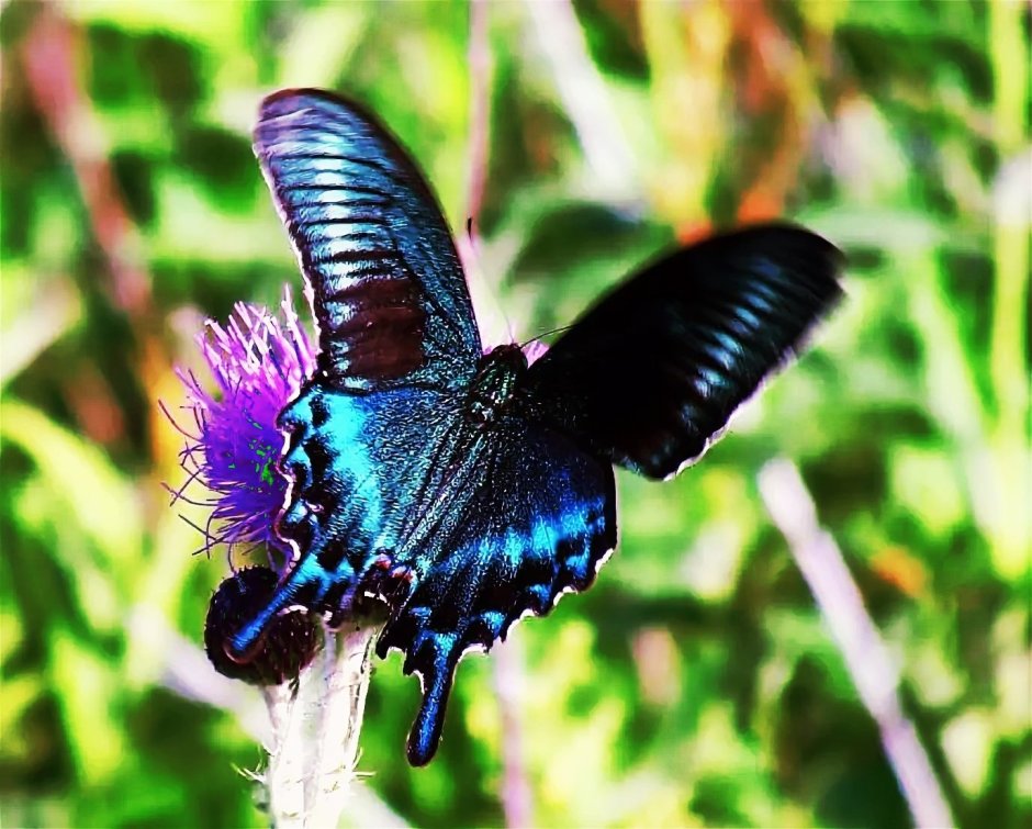 Парусник Маака синий Махаон Хвостоносец Маака