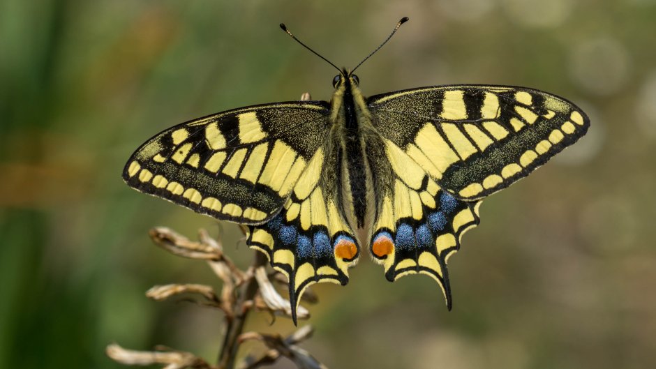 Хвостоносец Маака бабочка