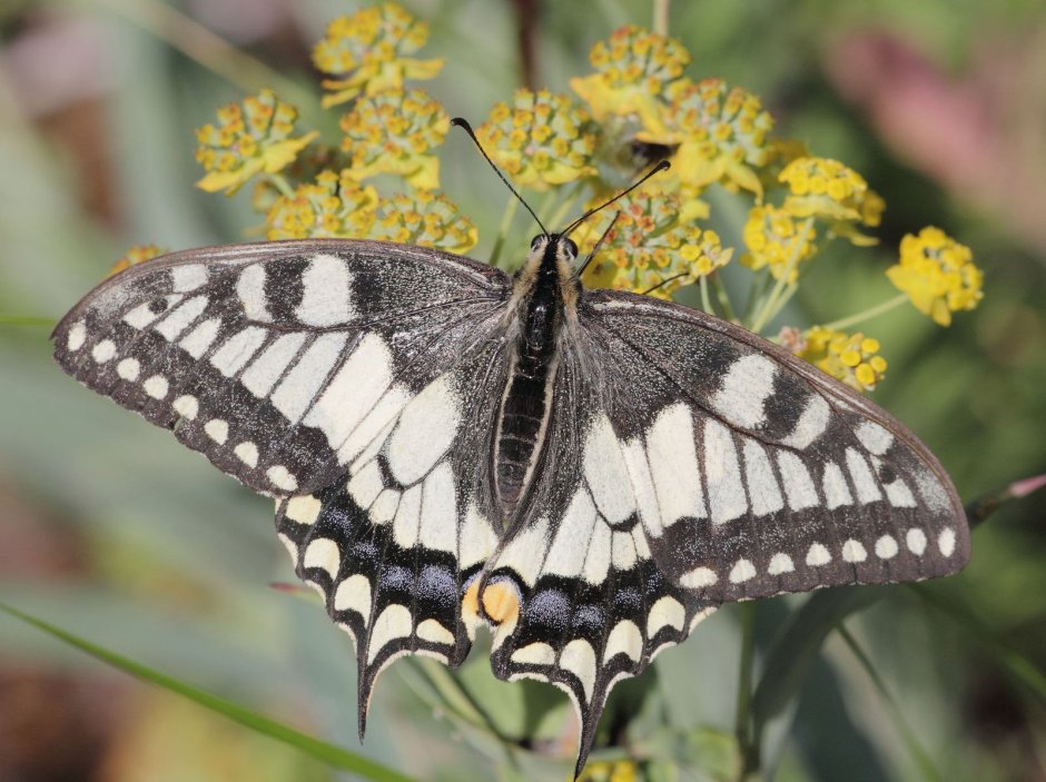 Мадагаскарская бабочка Махаон
