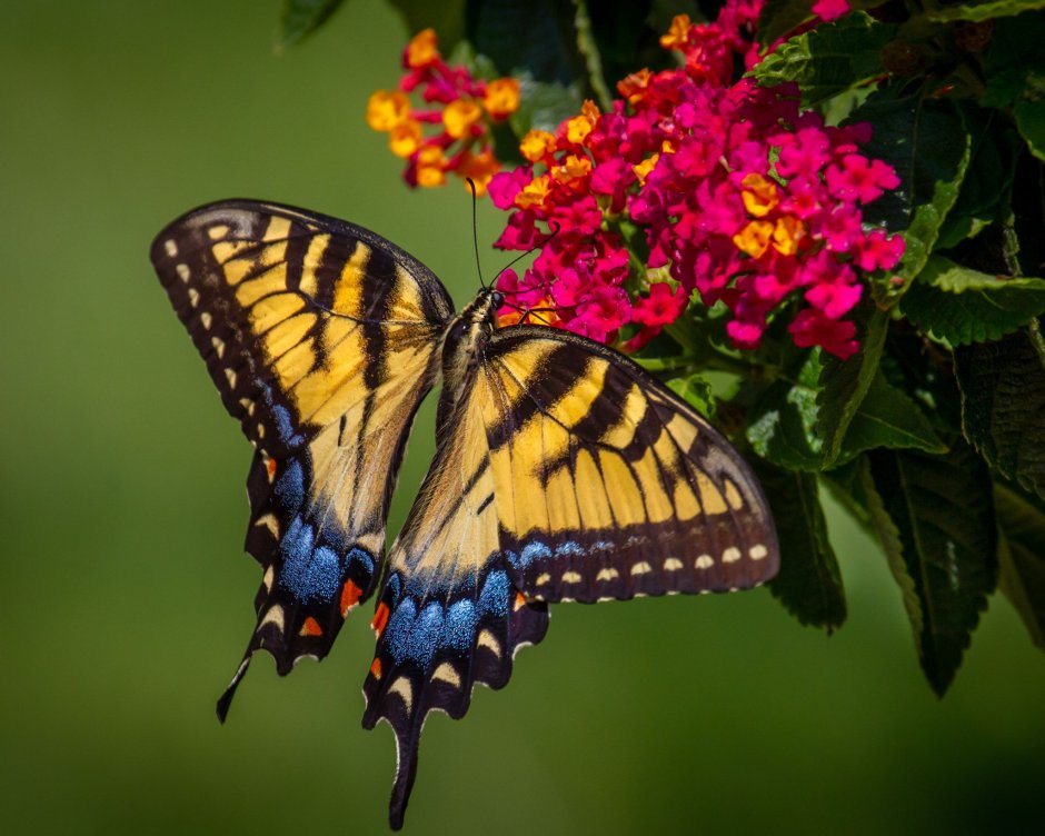 Бабочка Махаон Чувашия