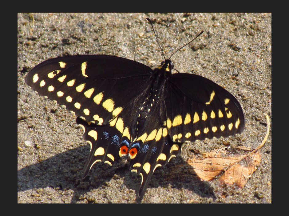 Зебровая бабочка-парусник