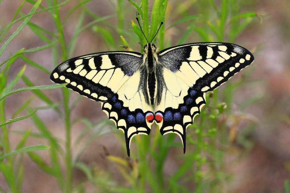 Бабочка Махаон (Papilio Machaon)