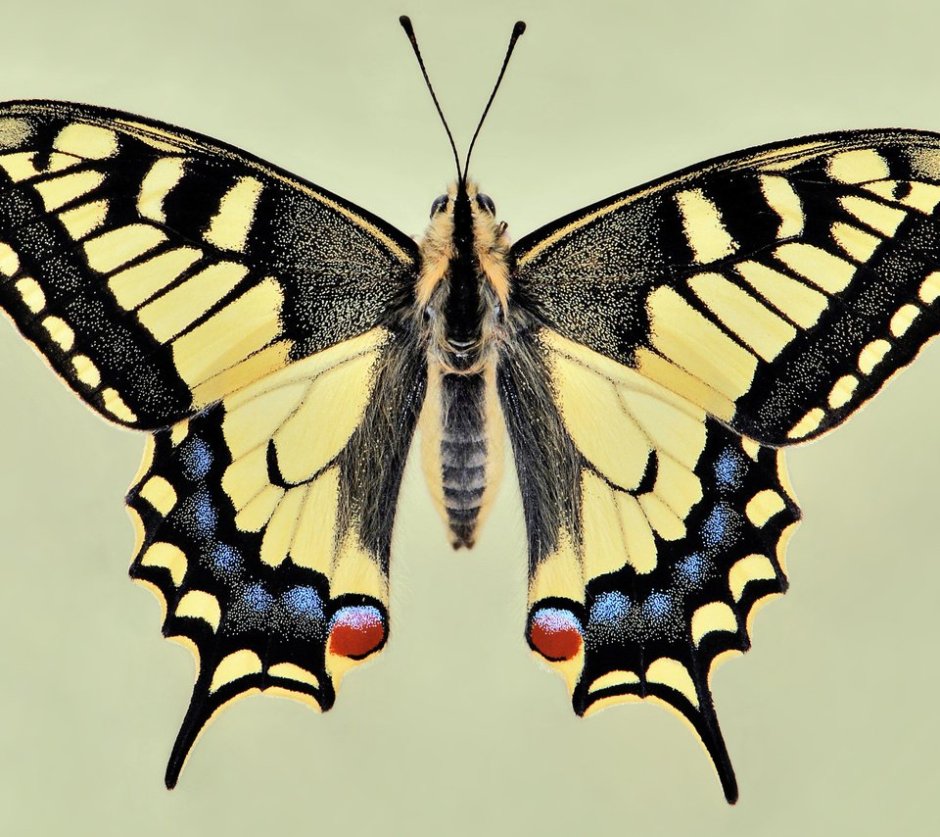 Мадагаскарская бабочка Махаон