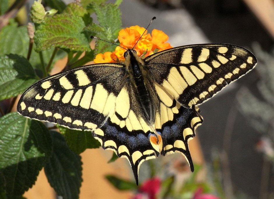 Papilio Machaon