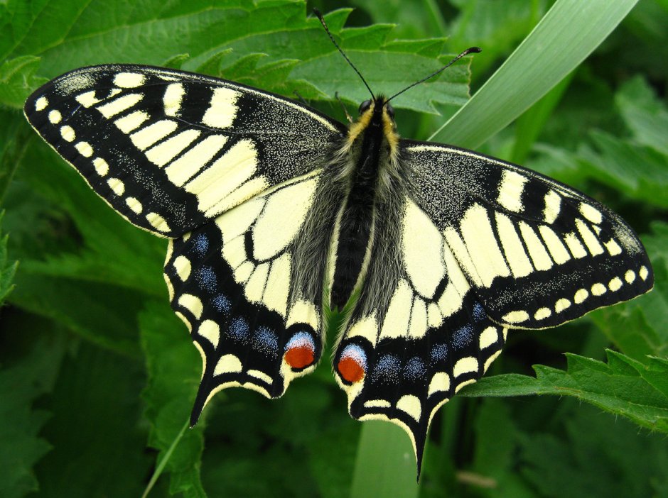 Бабочка Papilio Bianor
