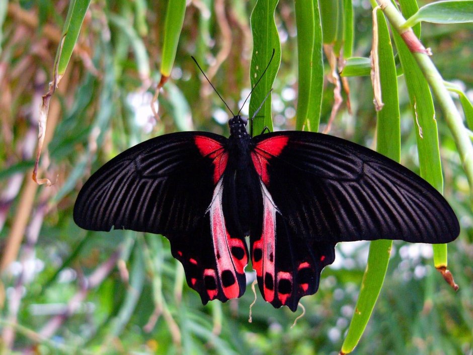 Бабочка Махаон Луговая