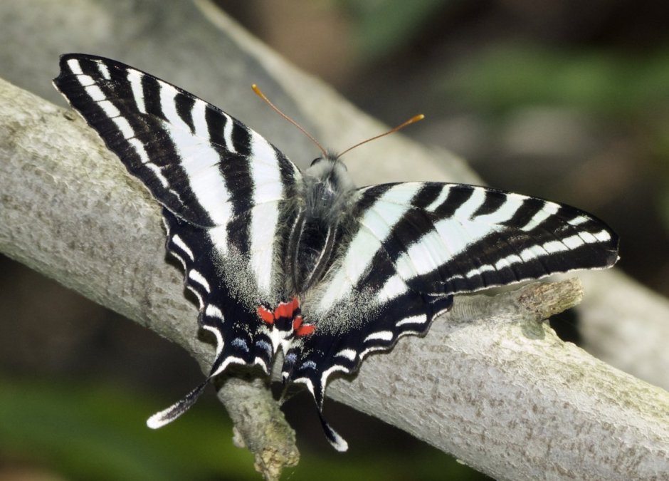 Махаон бабочка Махаон