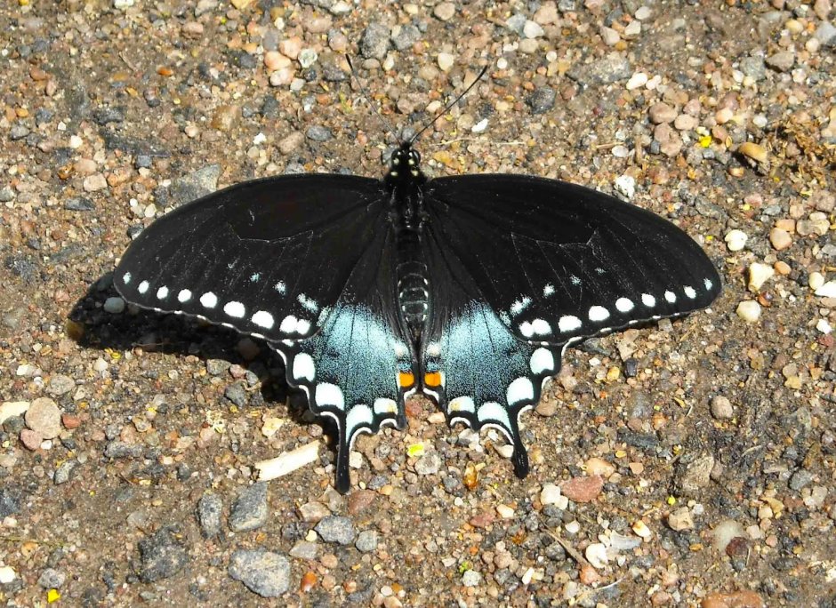 Желтая бабочка Махаон