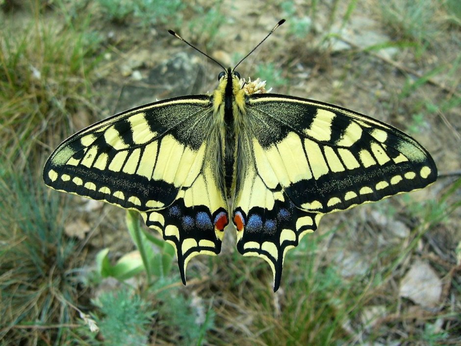 Бабочка парусник Махаон