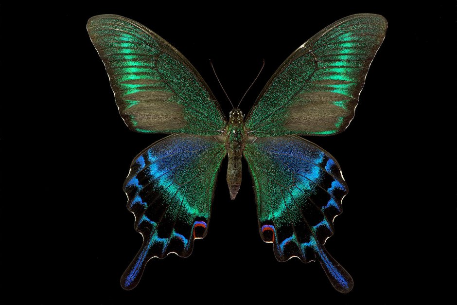 Зебровая бабочка-парусник