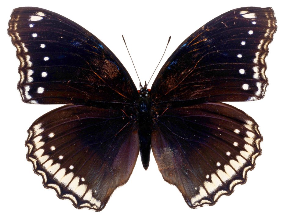 Papilio Troilus бабочка