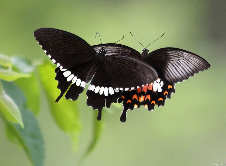 Papilio Polyxenes куколка