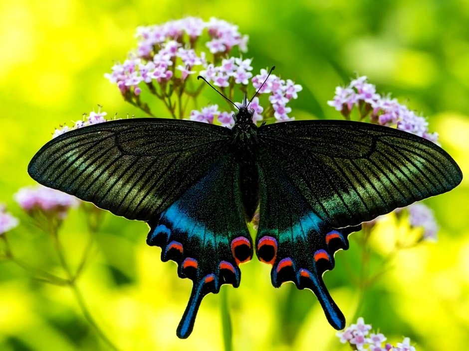 Парусник Маака бабочка